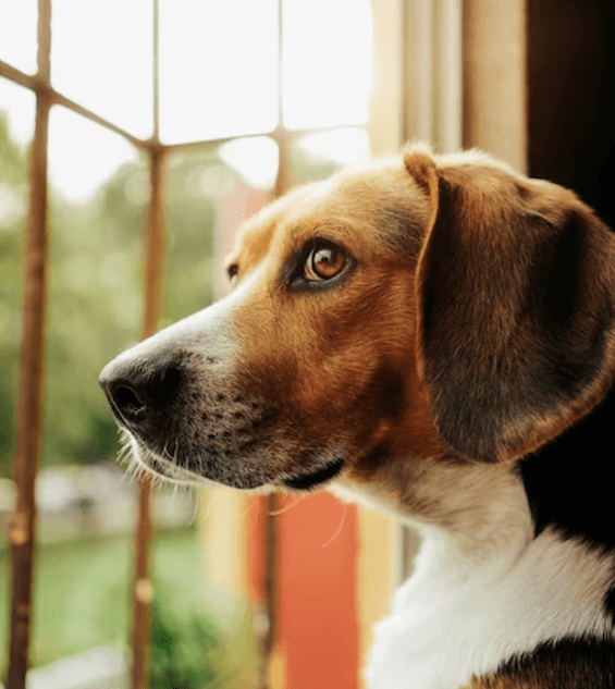 Understanding and preventing separation anxiety in your dog.