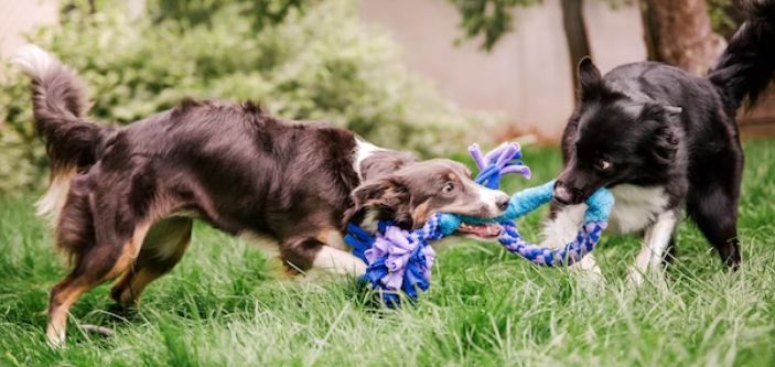 Why Play Is So Important For Your Dog