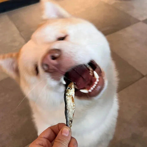 Dog Training Treats – Natural Rewards for Positive Training