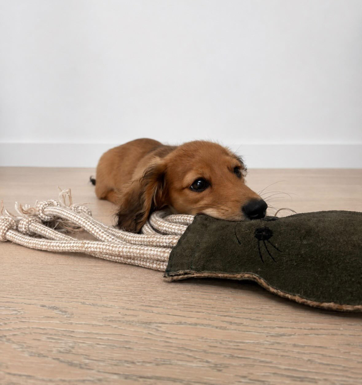 Eco Dog Toys