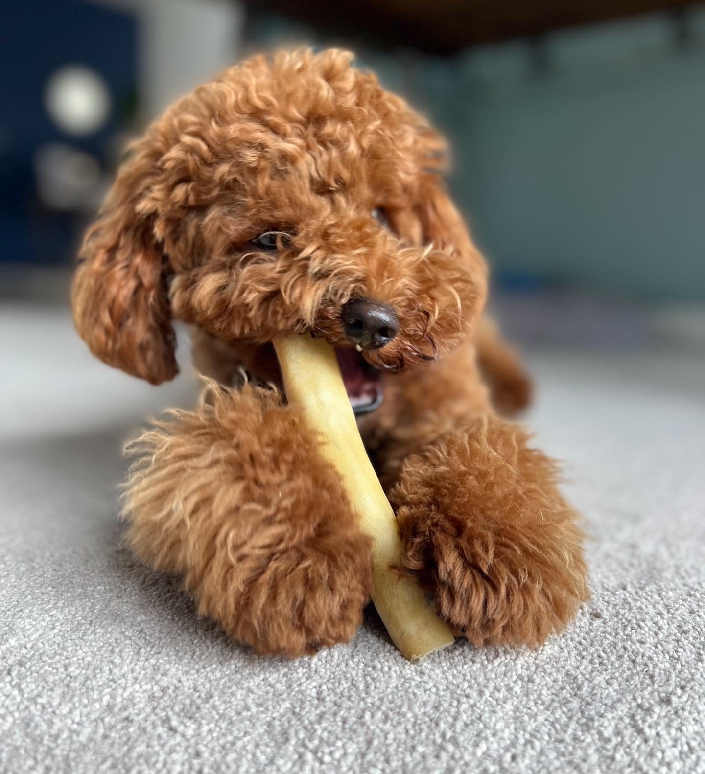 Puppy Dog Treats