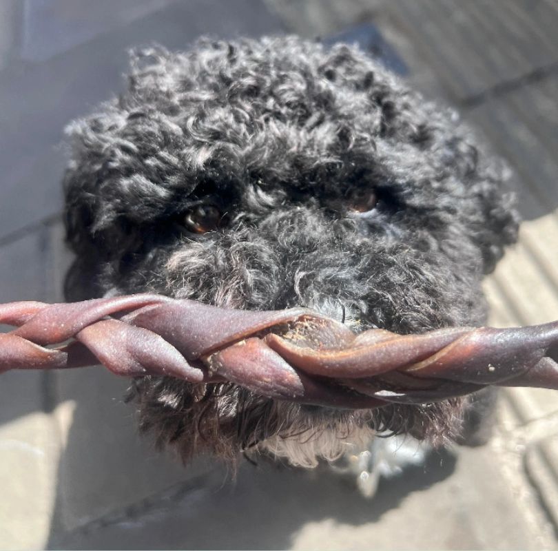 Black dog holding a brown braided camel skin in its mouth. 