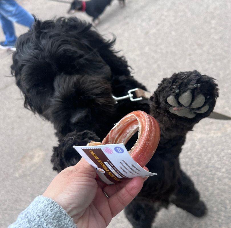 fluffy black cockapoo Dog pawing at a pizzle ring dog treat held by a person outdoors.