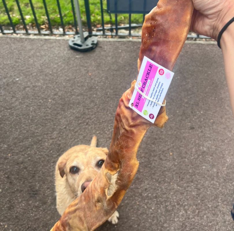 Hand holding a piece of xl beef crackle in front of a dog's face in an outdoor setting