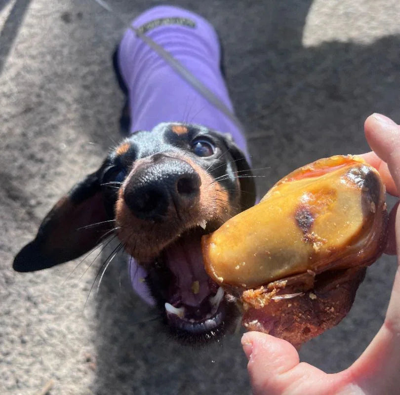Brown and black dachshund dog in a purple jumper biting down on a beef gobstopper.
