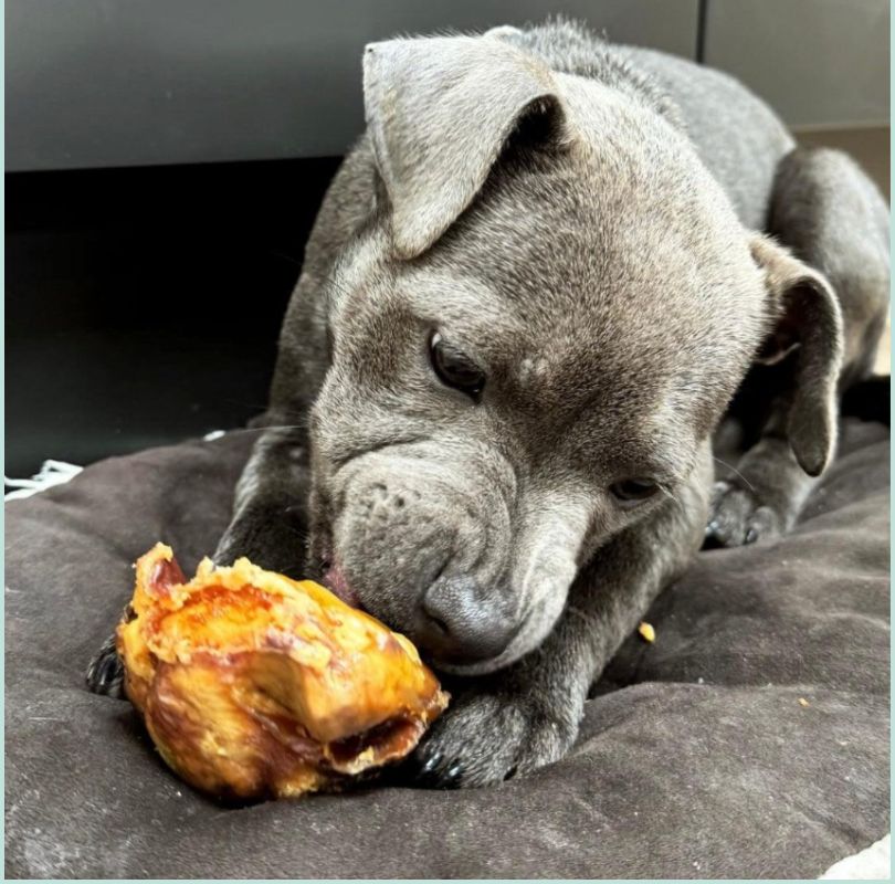 Grey  Staffie dog nibbling on an air dried beef gobstopper on a grey cushion.