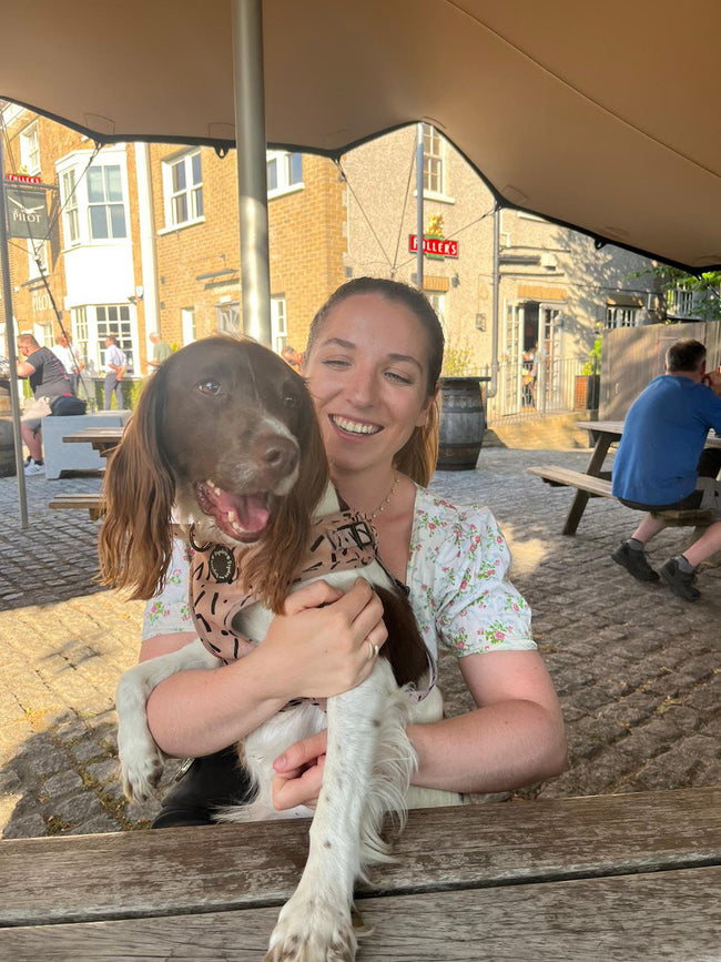 @bella_the_rescue_springer