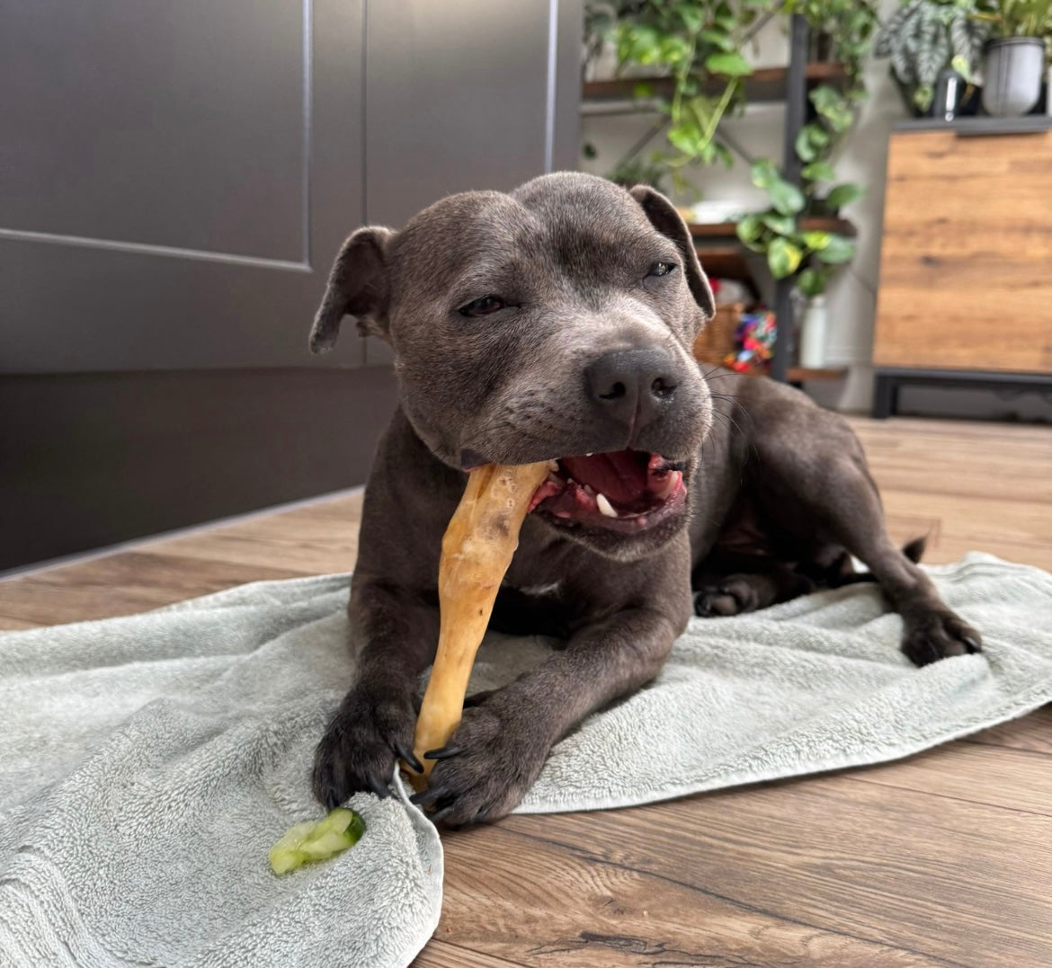 Long Lasting Dog Chews
