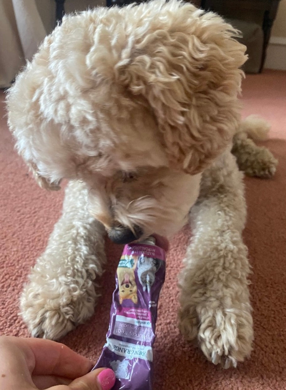 Small white dog sitting on a carpeted floor with a person holding a purple treat bag.