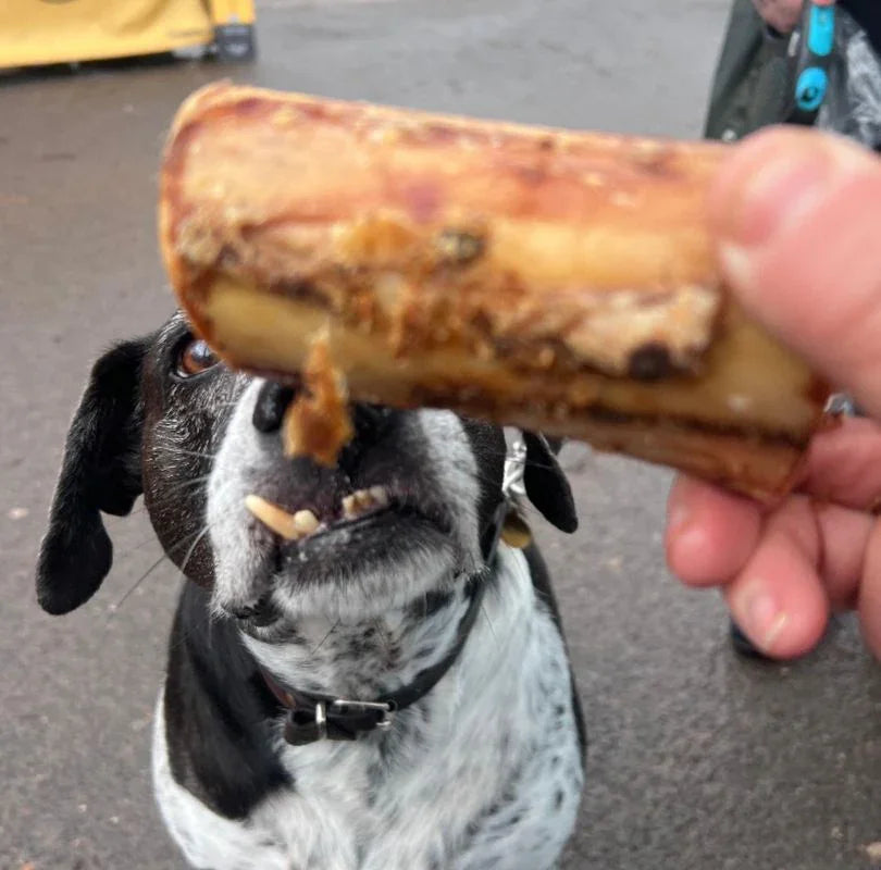 Medium black and white dog with brown eyes eagerly waiting to eat a large beef marrow bone dog treat held by a persons hand.