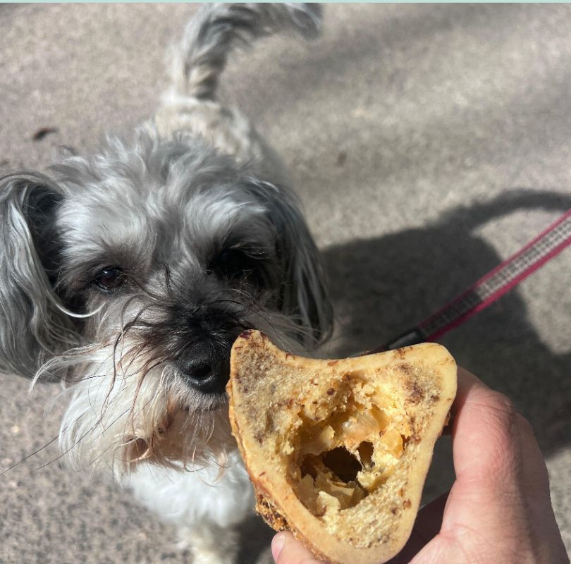 Small grey and white fluffy dog sniffing a beef marrow dog bone treat held by a persons hand.