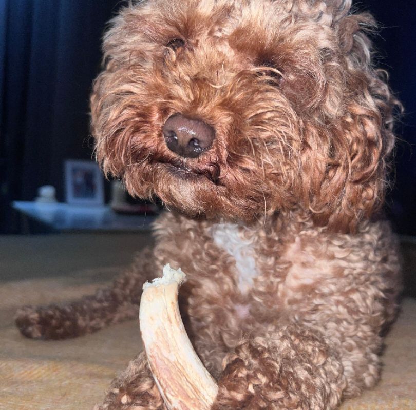 Small fluffy brown dog holding a lamb horn dog chew in it's paws on the sofa.