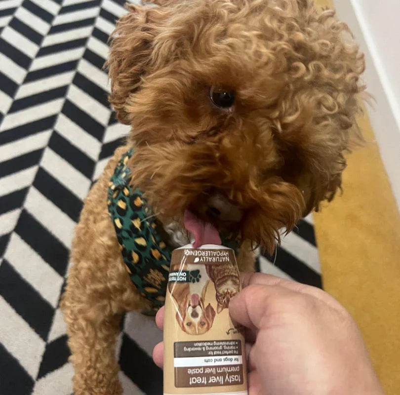 Fluffy brown dog licking from a tube of Arden Grange Pork Liver Treat Paste held by a hand.