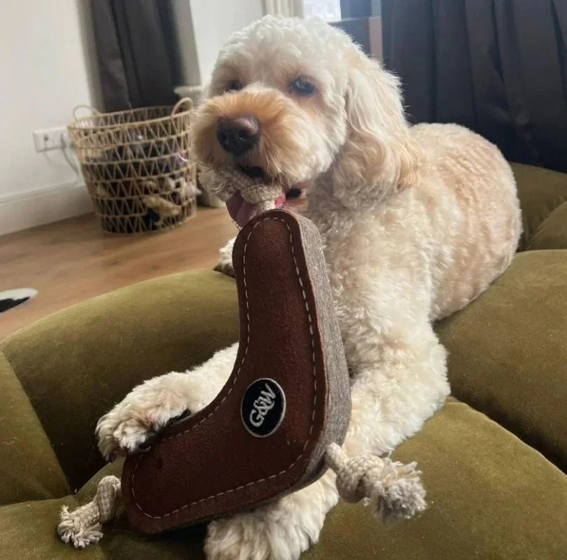White cockapoo dog holding Benny Boomerang eco dog toy in her mouth on a green couch