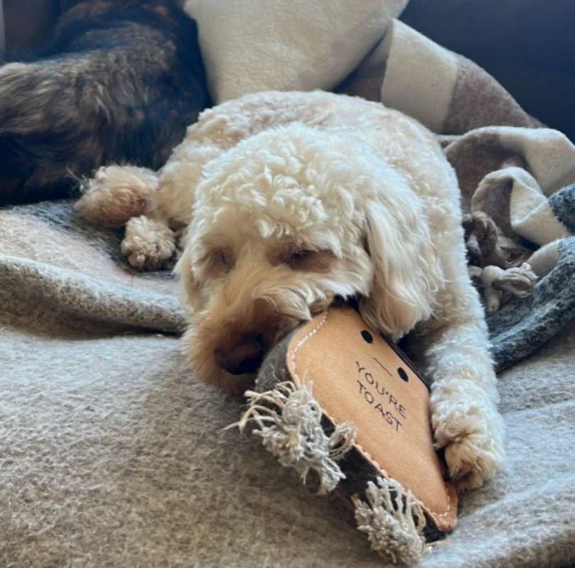 White dog chewing on a Green & Wilds You're Toast dog toy.