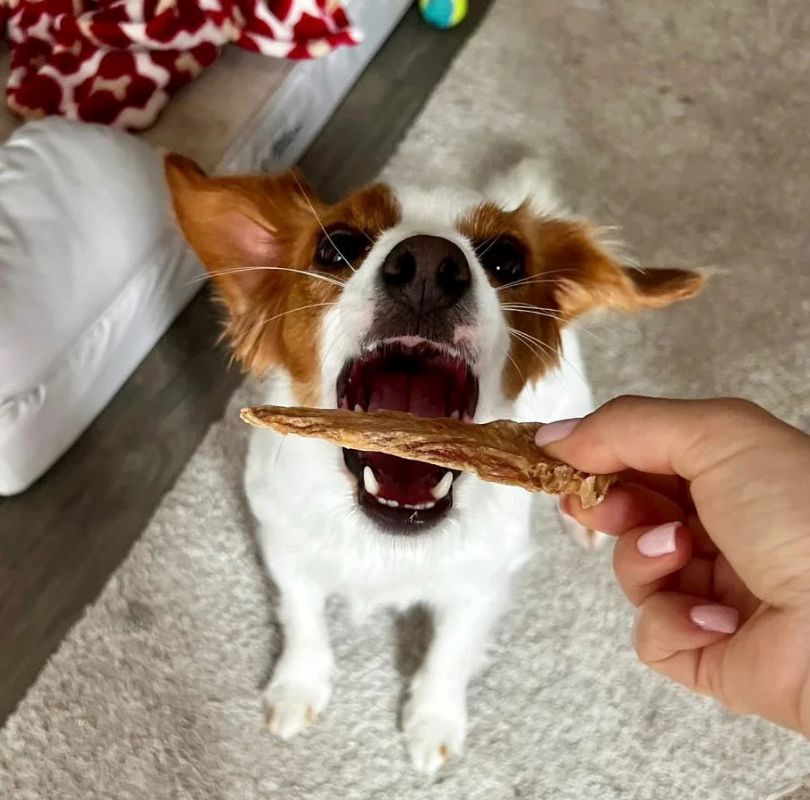 small brown and white spaniel dog eagerly waiting for a chicken jerky dog treat with her mouth open. The treat is bring held by a person indoors.