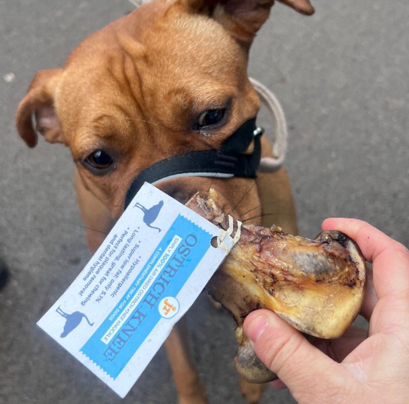 Brown dog sniffing ostrich bone which is being held by persons hand. The bone has a blue label on it which reads "Ostrich Bone".
