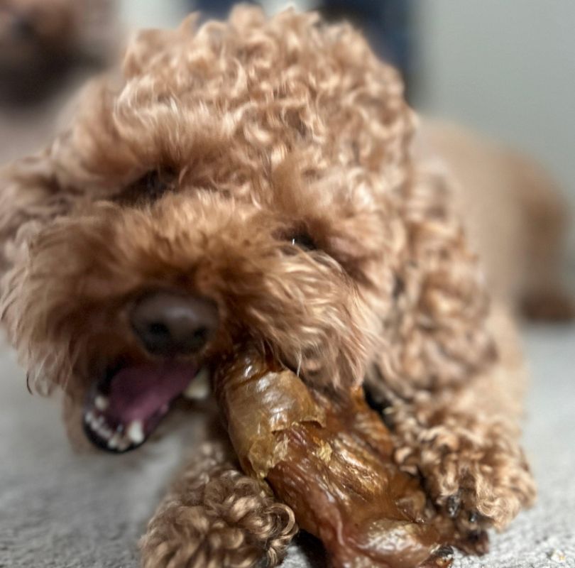 Brown curly-haired dog holding an ostrich croissant natural dog chew in its mouth.