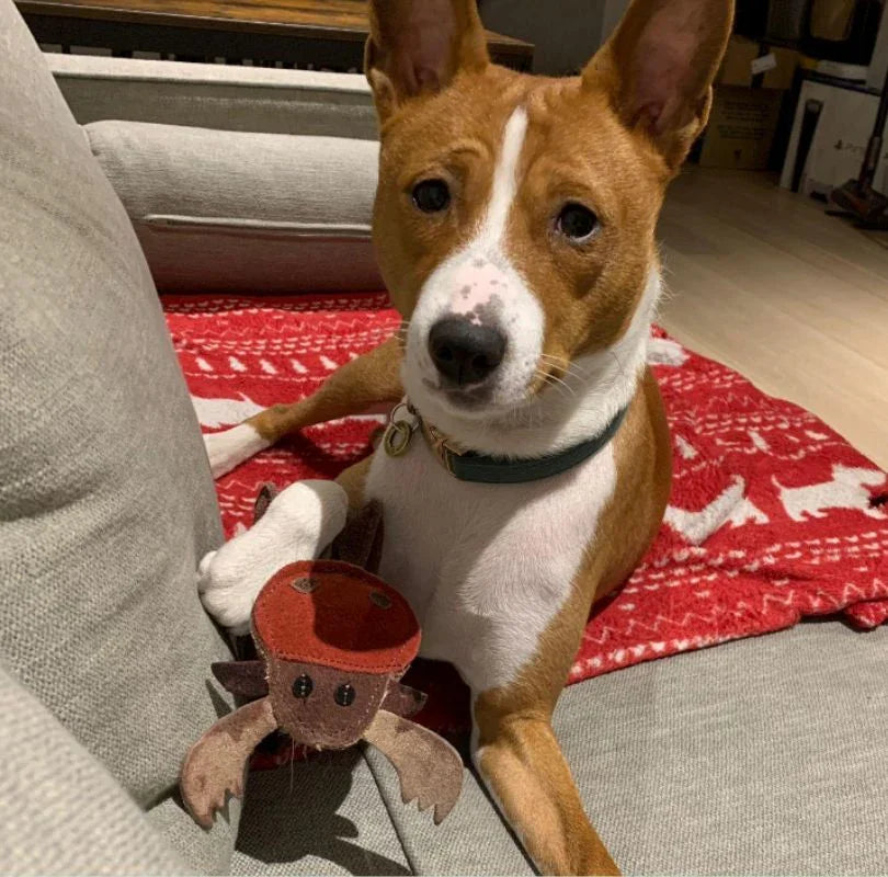 Brown and white Podenco dog sitting on a couch with his Rudi Reindeer toy, wearing a collar.
