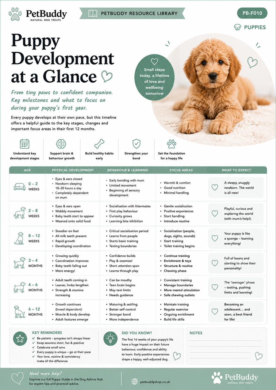 Puppy Development at a Glance