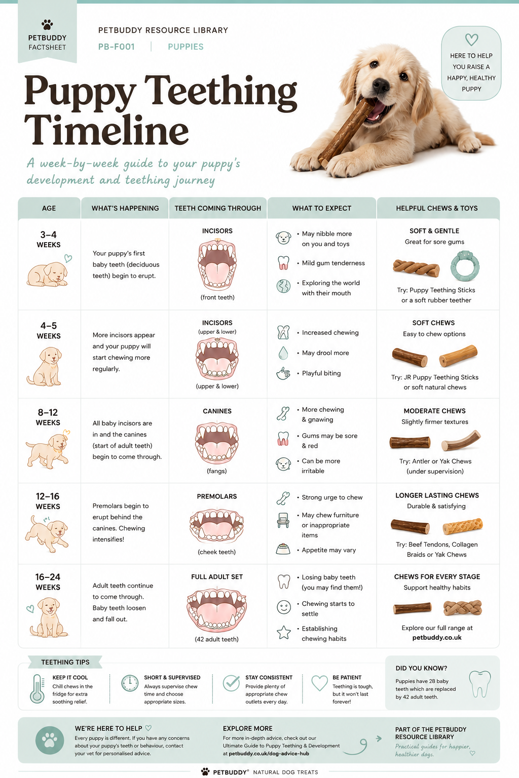 Puppy Teething Timeline