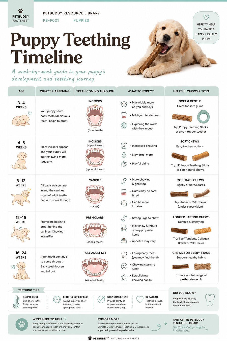 Puppy Teething Timeline