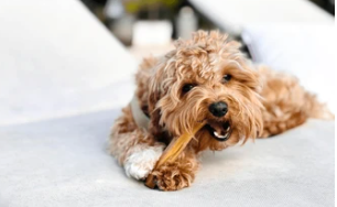 Puppy Teething Chews