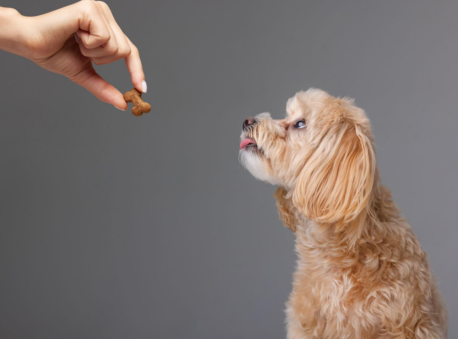 Dog Training Treats