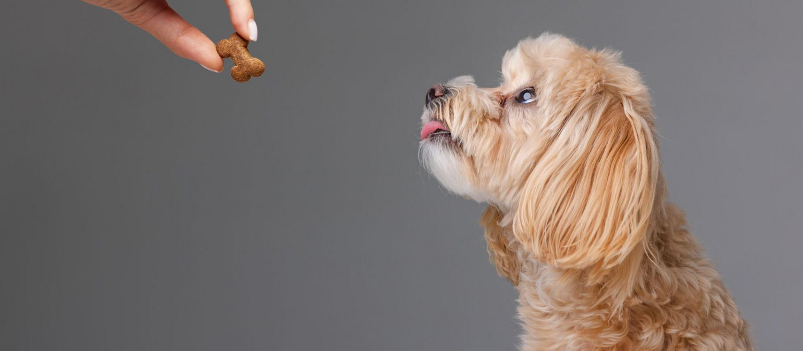 Soft & Small Training Treats