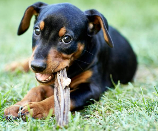 Hypoallergenic Dog Treats