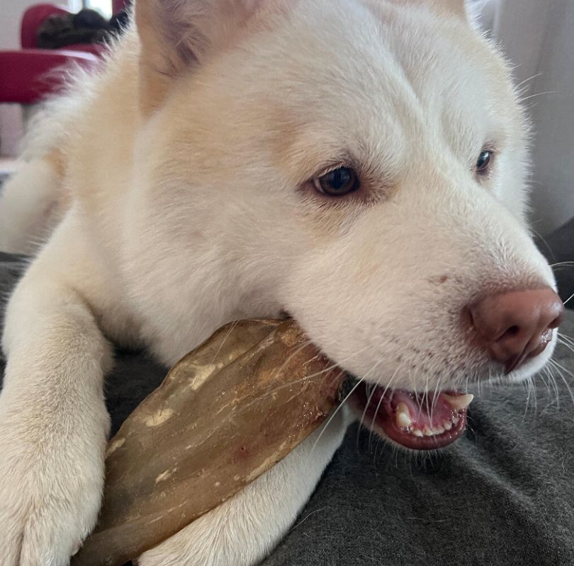 XL cow ear natural dog treat, a perfect naturally air-dried, low odour, long lasting treat for dogs of all breeds and sizes. Available now from PetBuddy. 