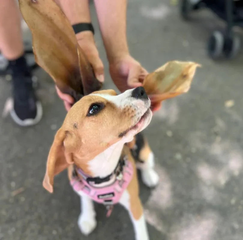 XL cow ear natural dog treat, a perfect low odour, long lasting treat for dogs of all breeds and sizes. Available now from PetBuddy. 