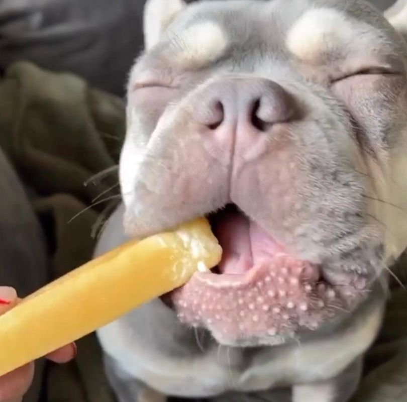 Yak Chew for dogs, a perfect extra long lasting chew for all dogs, available now at PetBuddy.