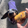 Brown and black dachshund dog in a purple jumper biting down on a beef gobstopper. Air-dried beef kneecaps dog treats – 100% natural beef treat for dogs, low-fat and long lasting, available at PetBuddy.