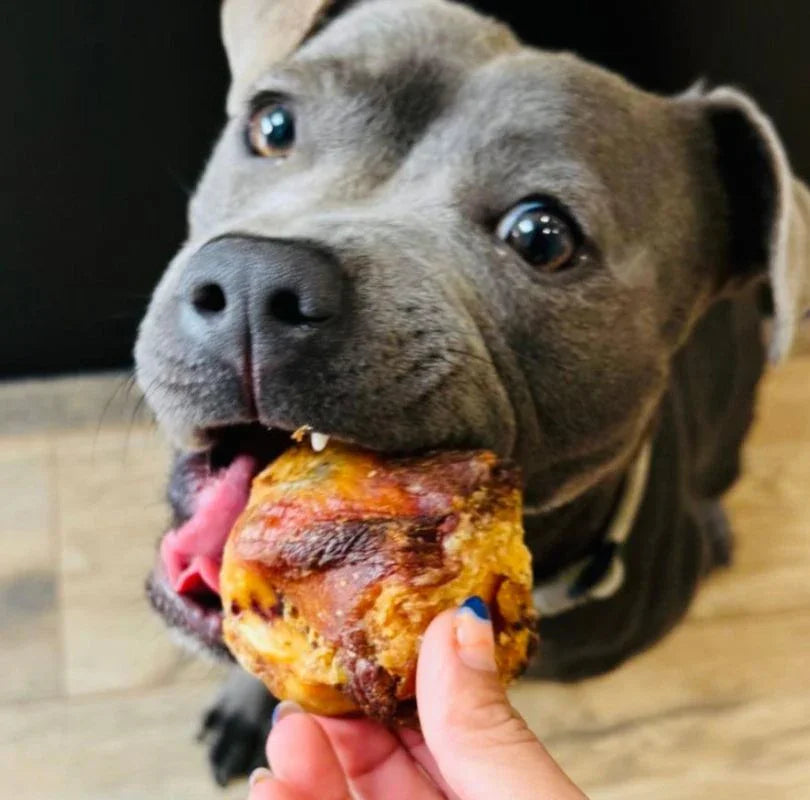 Grey  Staffie dog biting own on an air dried beef gobstopper whilst sat on a wooden floor. Air-dried beef kneecaps dog treats – 100% natural beef treat for dogs, low-fat and long lasting, available at PetBuddy.