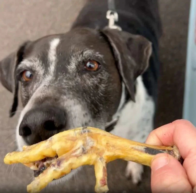 Air dried chicken feet for dogs, full of glucosamine and a great anytime dog treat.