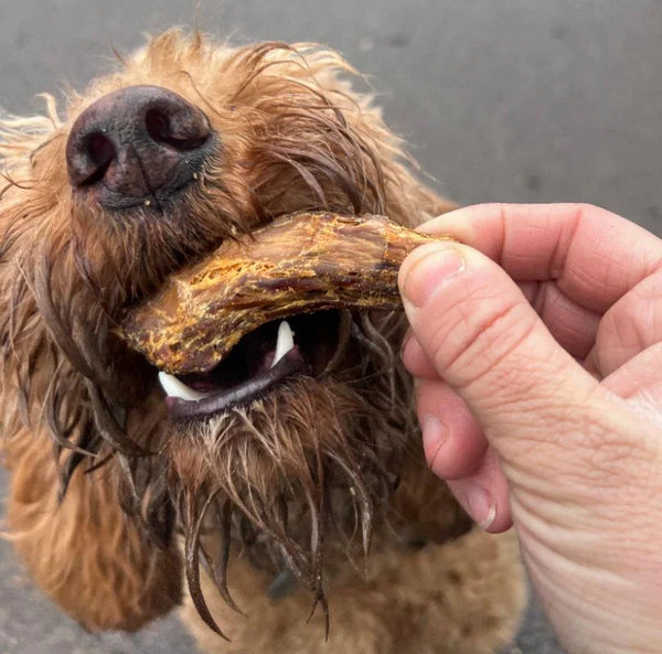 Fluffy brown dog being offered a duck neck treat by a hand, with a close-up of the dog's face and the treat, 100% natural duck necks treat for dogs, low-fat, ideal for sensitive stomachs, available at PetBuddy.