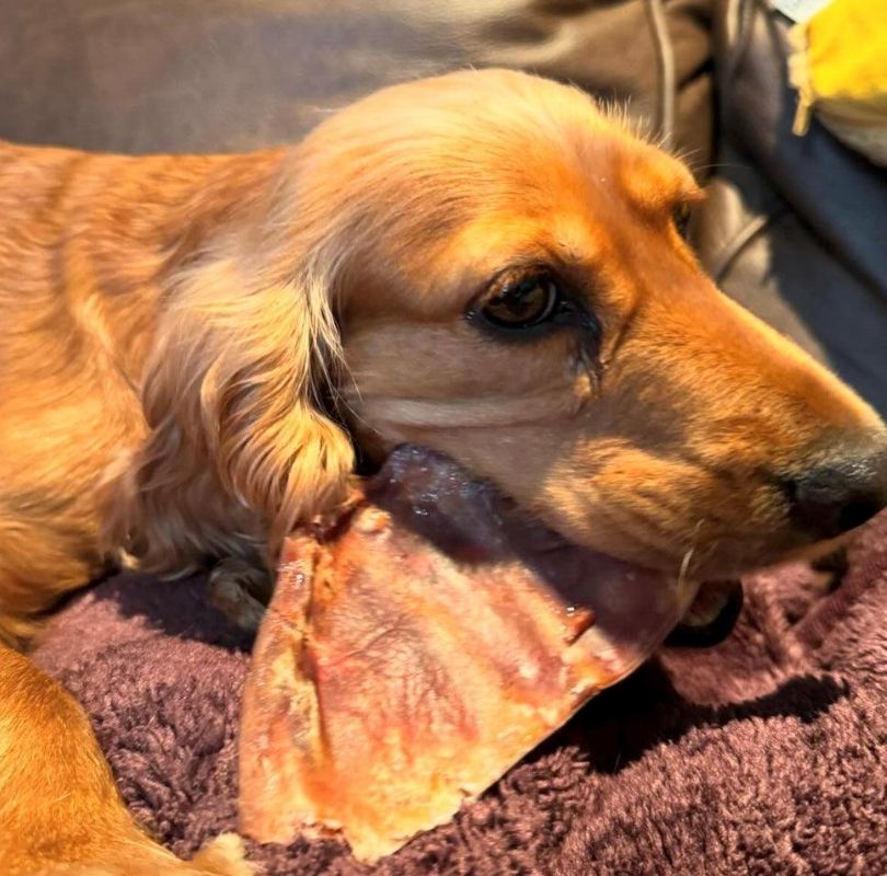 Air-dried pigs ear dog treat, a 100% natural dog treat thats full of collagen and is long lasting, a perfect natural chew for all dogs.