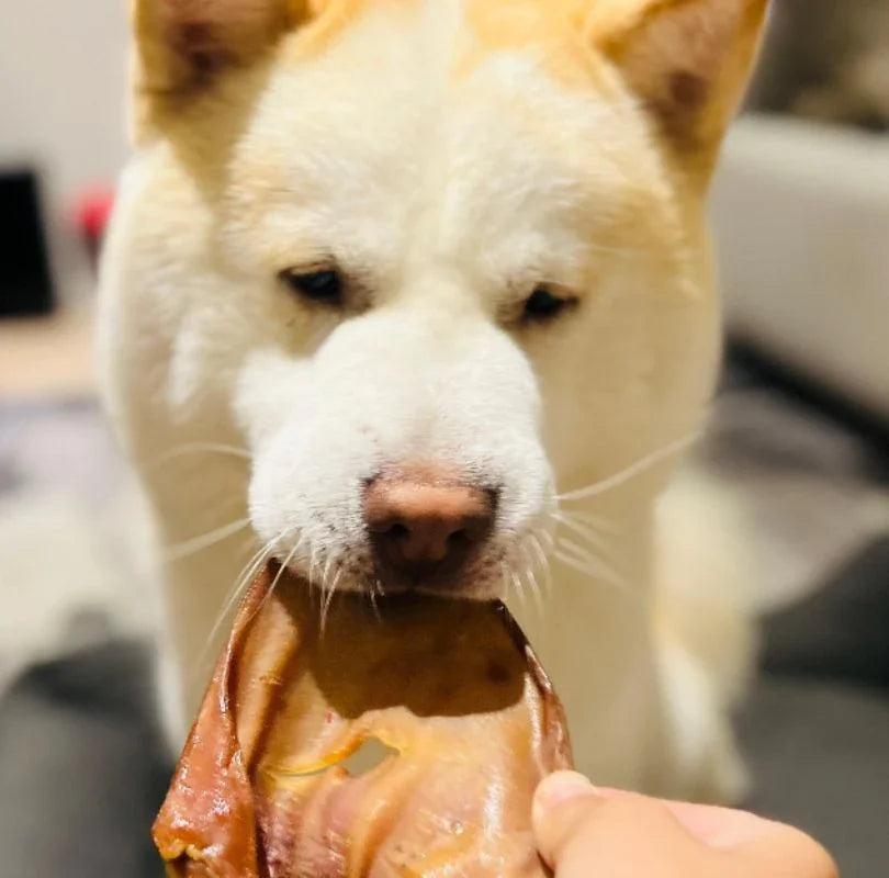 Air-dried pigs ear dog treat, a 100% natural dog treat thats full of collagen and is long lasting, a perfect natural chew for all dogs.