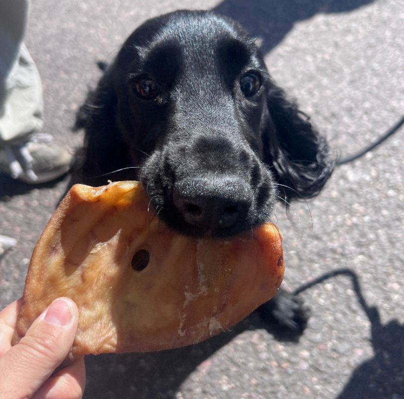 Air-dried pigs ear dog treat, a 100% natural dog treat thats full of collagen and is long lasting, a perfect natural chew for all dogs.