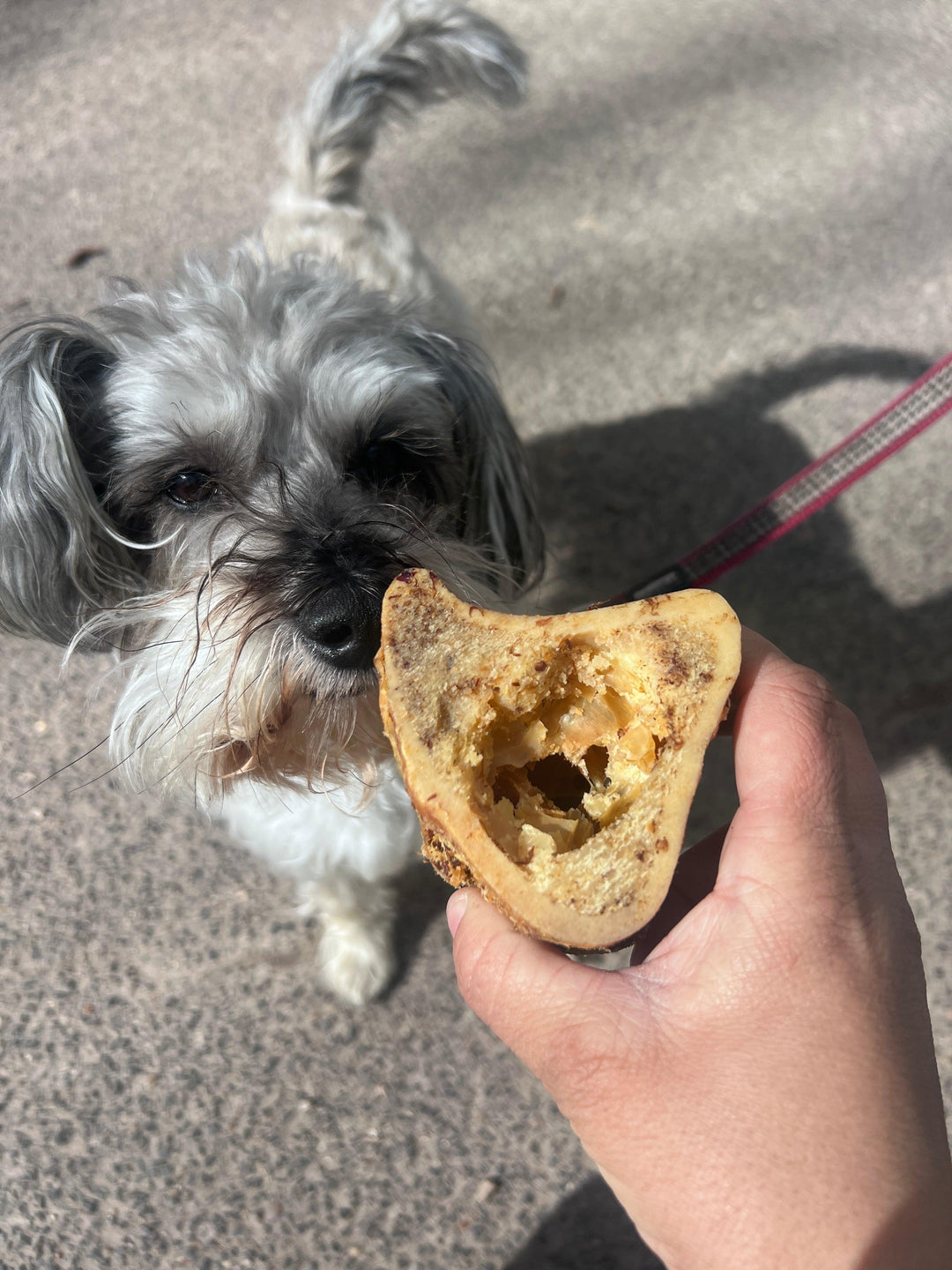 Beef Marrow Bone Dog Chew - PetBuddy