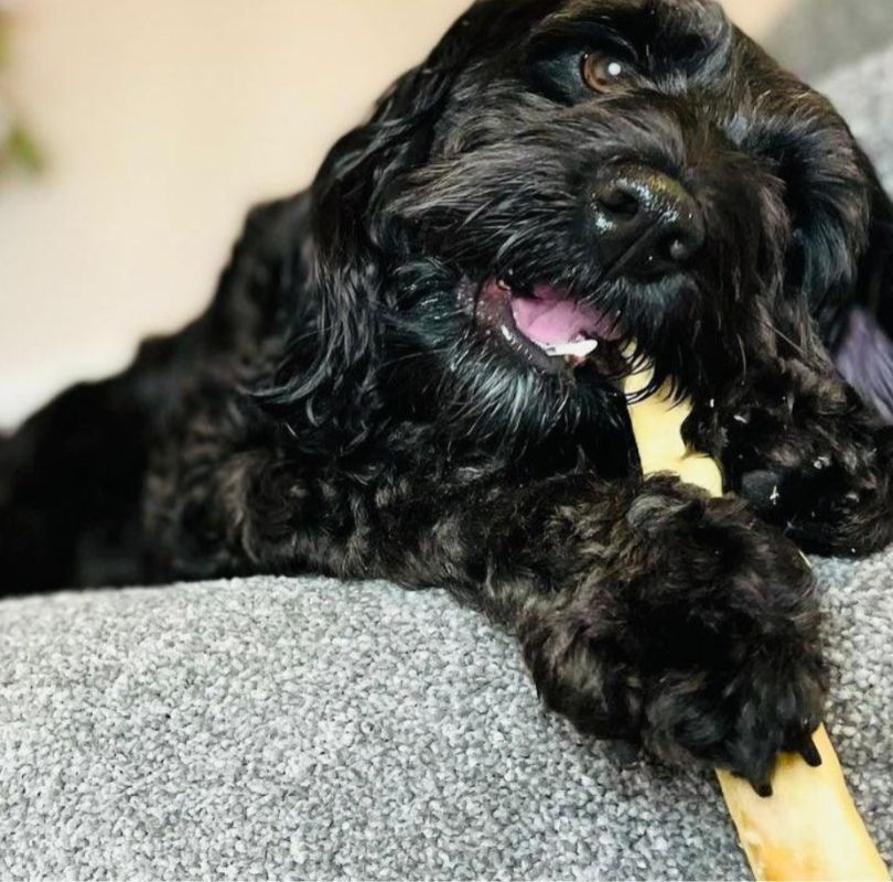 A fluffy black dog eating a JR Pet Products Beef Tail, a low odour, long lasting natural dog chew, available from PetBuddy.