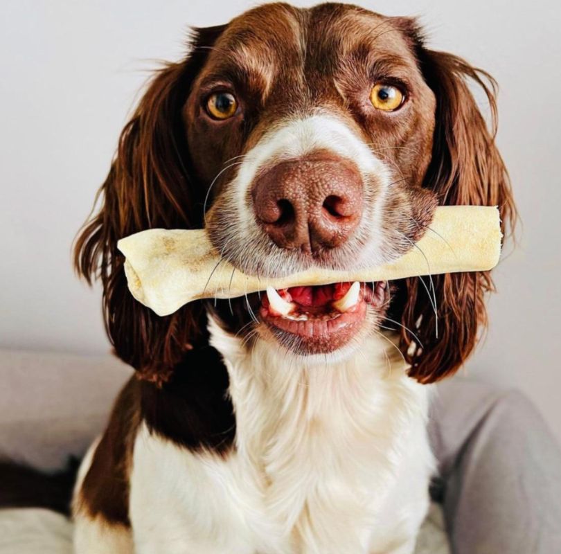 A large brown and white spaniel holding a JR Pet Products Beef Tail in it's mouth, a low odour, long lasting natural dog chew, available from PetBuddy.