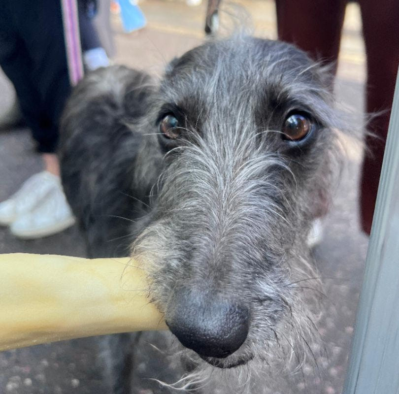 A slim grey dog eating a JR Pet Products Beef Tail, a low odour, long lasting natural dog chew, available from PetBuddy.