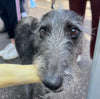 A slim grey dog eating a JR Pet Products Beef Tail, a low odour, long lasting natural dog chew, available from PetBuddy.