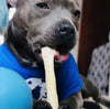 A grey staffie dog eating a JR Pet Products Beef Tail, a low odour, long lasting natural dog chew, available from PetBuddy.