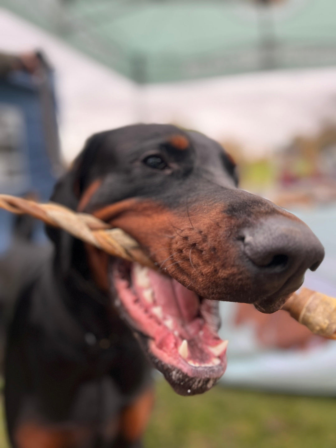 Braided Goat Skin Dog Treat | 50CM | 1 Piece - PetBuddy