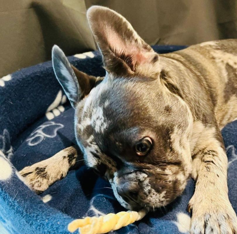 JR Pet Products Braided Lamb Skin dog treats, the perfect odourless dog chew. 