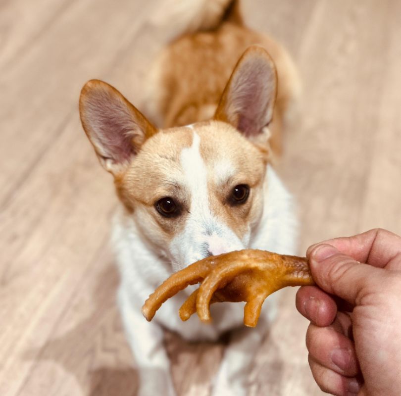Air dried chicken feet for dogs, full of glucosamine and a great anytime dog treat.