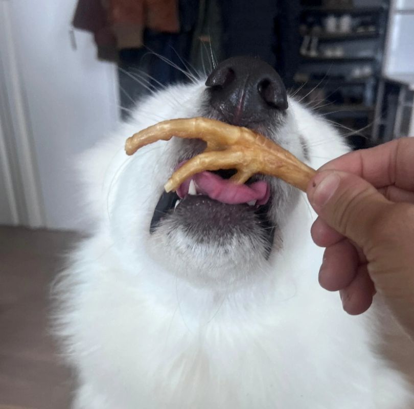 Air dried chicken feet for dogs, full of glucosamine and a great anytime dog treat.